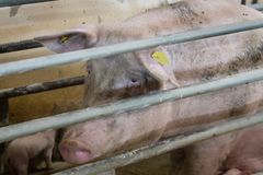 Over 1 mio. EU-borgere har skrevet under på et fælles opråb til EU-Kommissionen og til nationale landbrugs- og fødevareministre om at få skabt bedre vilkår for europæiske grise. Foto: Dyrenes Beskyttelse