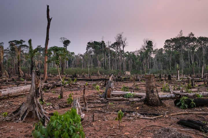 Afskovning i Amazonas. Foto af: Andre Dib / WWF