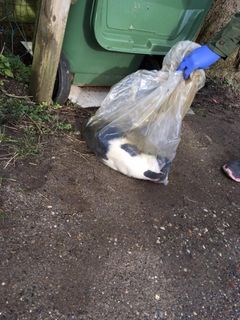 To døde hunde blev fundet i plastikposer på ejendommen. Foto: Dyrenes Beskyttelse. Til fri afbenyttelse
