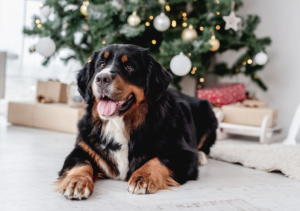 En hundesikker december: Sådan undgår du visit hos dyrlægen i julen Alm. Brand Forsikring A/S