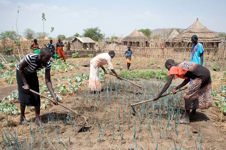 Med støtte fra Danida kan flygtninge og lokale småbønder i det nordlige Uganda snart starte produktion af økologisk frugt og grønt. Foto: Yilmaz Polat