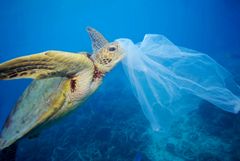 Foto: © Troy Mayne / WWF (fotografen fjernede plastikposen for at undgå, at havskildpadden spiste den)