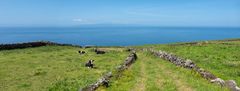 Store dele af Azorerne er opdyrket eller bliver græsset af køer og andre husdyr. Her er det græsningsarealer på øen Terceira. Sådanne områder rummer mindre biodiversitet end den oprindelige skov. Foto: Jules Verne Times Two (Creative Commons)
