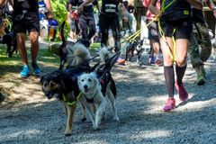 HPM Dirty Paws-løbene afholdes i slutningen af september ved Aarhus og Nordsjælland. Løbene skal sætte fokus på, at mange hundes overvægt ikke kun skyldes kosten, men ofte også for lidt motion. Foto: PR.