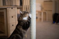 – Du kan ikke ændre på din kats adfærd, men der er flere tiltag, du kan gøre for at sikre dig, at din kat ikke efterlader kradsemærker på møbler, dørkarme eller andre steder i hjemmet, for eksempel feromoner på kradsetræet, fortæller dyrlæge Lisbeth Jørgensen. Foto: PR.