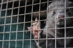 Mink opdrættes i bure på størrelse med en lille flyttekasse. Nu vil halvdelen af danskerne have forbudt pelsavl i hele EU. (Foto: World Animal Protection - fri afbenyttelse)