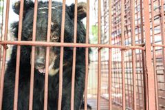 Foto: World Animal Protection