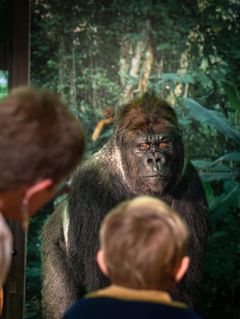 Der er 521 abearter - inkl. mennesket. Udstillingen Aber – vores vilde familie viser, hvordan mange af arterne er truede, fordi vi med vores levevis ødelægger primaternes levesteder, ligesom vi mange steder driver en ubønhørlig jagt på dem. Vestlig gorilla er en af dem. Foto: Frederik Wolff, Statens Naturhistoriske Museum