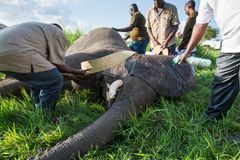 En elefant er ved at få et GPS-halsbånd på. Det er en stor aktion, der kræver deltagelse af både rangers, dyrlæger og bevæbnede vagter. Foto: Rob Beechey/WWF