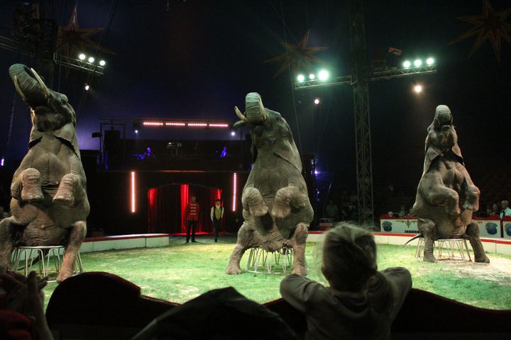 Med den nye aftale er det sikret, at de sidste danske cirkuselefanter kan blive i Danmark resten af deres dage. Foto til fri afbenyttelse. Foto: Dyrenes Beskyttelse