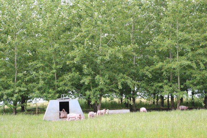 Kød fra grisen bidrager til mange juleretter. Den økologiske gris er den gris, som har mest plads og adgang til udearealer. Foto: Økologisk Landsforening