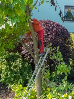 Der er ifølge TEKNIQ Arbejdsgiverne og OUH behov for, at haveejerne i højere grad lader den sunde fornuft råde, når græs, træer og hække skal trimmes til sommeren. Foto: Colourbox