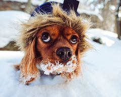 Selvom vi mennesker sagtens kan holde varmen med halstørklæde og en god jakke, kan det knibe for hunden, og derfor er det netop nu særdeles vigtigt at være opmærksom på, om din bedste ven trives i vintervejret. Foto: PR.