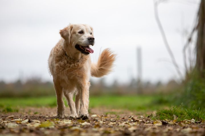 nye hunde registreret i Danmark Dyrenes Beskyttelse