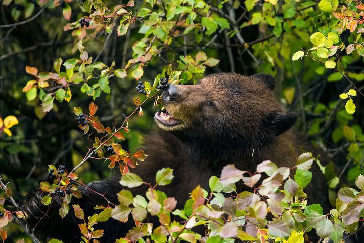 En sortbjørn spiser bær fra en hvidtjørn. Store dyr kan sprede frø over store afstande, men mange store frøspredere er uddøde eller i tilbagegang. (Foto: Paul D. Vitucci)