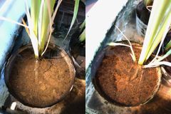 Risplanter i jord uden kabelbakterier (til venstre) og med kabelbakterier (til højre). Kabelbakteriernes aktivitet kan tydeligt ses af dannelsen af en orange rustskorpe på overfladen af jorden i rispotten. Bakterierne opløser sort jernsulfid nede i jorden og omdanner sulfiden til sulfat mens jernet trækker mod overfladen og danner rust når det kommer i kontakt med ilt. Fotos: Vincent Valentin Scholz, AU
