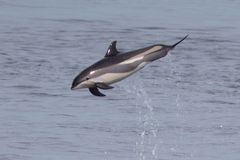 Hvidsidet delfin boltrer sig i Atlanterhavet