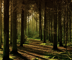Tag med i Folkeskoven og oplev stemningsfyldt oplæsning midt i naturen. Foto: Canva pro.