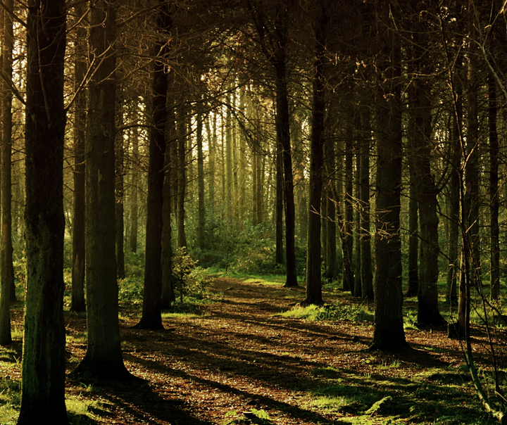 Tag med i Folkeskoven og oplev stemningsfyldt oplæsning midt i naturen. Foto: Canva pro.