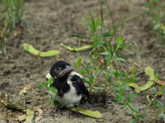 En fugleunge er ikke nød, selv om den sidder på jorden. Dens mor er lige i nærheden og har helt styr på den. Foto: Dyrenes Beskyttelse.