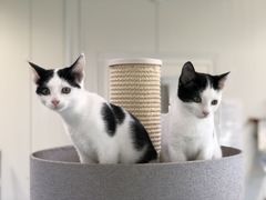 Det bugner med katte på Dyrenes Beskyttelses syv internater. Lige nu sidder næsten 200 katte og venter på et nyt kærligt hjem. Foto: Dyrenes Beskyttelse.