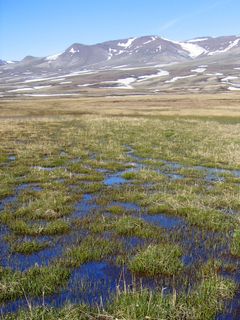 Sneen forsvinder tidligere og tidligere fra den arktiske tundra og klimaforandringerne betyder derfor længere vækstsæson for arktiske planter og dyr. Foto: Toke T. Høye