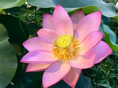 På aftenrundvisningerne kan man smage på eksotiske planter, bl.a. Lotusplantens frø.