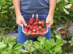Intet kan få børnene hurtigere i haven end modne frugter og bær, der blot venter på at blive spist. Foto: PR.