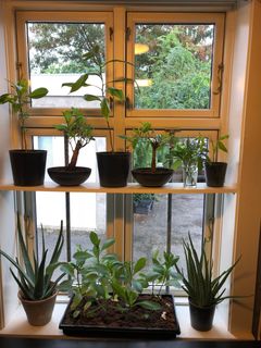 Både i vindueskarmen derhjemme og på kontoret fylder planter fra hele verden. ”Jeg har altid godt kunnet lide at samle små stiklinger med hjem,” siger Jesper Hummeluhr. Foto: Privat