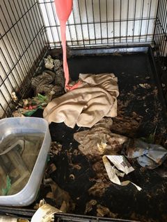 Hundene levede under kummerlige forhold i beskidte bure. Foto: Dyrenes Beskyttelse. Til fri afbenyttelse