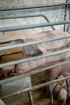 I Danmark har de tre organisationer Dyrenes Beskyttelse, World Animal Protection Danmark og Dyrenes Venner stået i spidsen for at få indsamlet over 60.000 validerede underskrifter. Foto: Dyrenes Beskyttelse. Til fri afbenyttelse