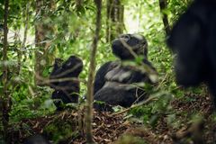 Bjerggorillaerne lever langt inde i den tætte regnskov i Bwindi, Uganda. Foto: WWF/Niclas Jessen