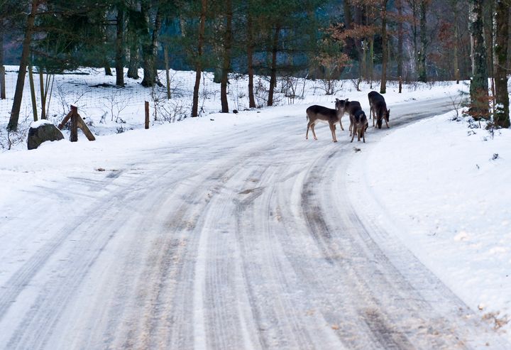 Hjorte på vejene og mørke vintre øger risikoen for ulykker i trafikken. Pas ekstra på i områder, hvor hjortene holder til. Foto: Brian Ilsø/Colourbox.
