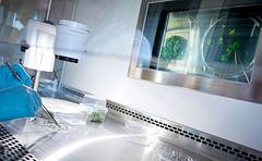 Laboratoriedyrkning af planter.