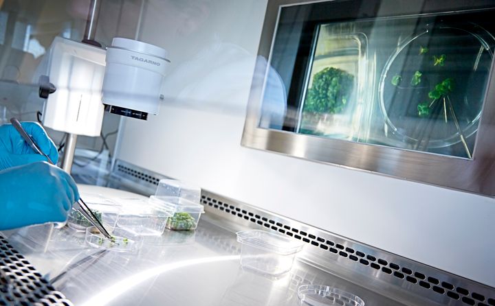 Laboratoriedyrkning af planter.