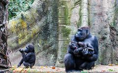 Cross River gorillaen, der lever i Nigeria, er blandt de meste sjældne menneskeaber. Kulproduktionen ødelægger deres levesteder. Credit Jeremy D'Arbeau.