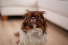 Nytårsaften er ofte mere festlig for mennesker end for hunde. Som hundeejer er det vigtigt at forberede hunden i god tid, så man ikke ender med en skræmt hund. Dyrenes Beskyttelse Guider her til en nytår med hensyn til hunden. Her ses en tydeligt utryg hund. Foto: Pixabay. Til fri afbenyttelse.