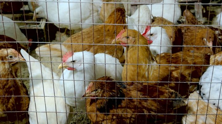 Foto: Domesticerede høns bag et trådnet. Veganerpartiet.
