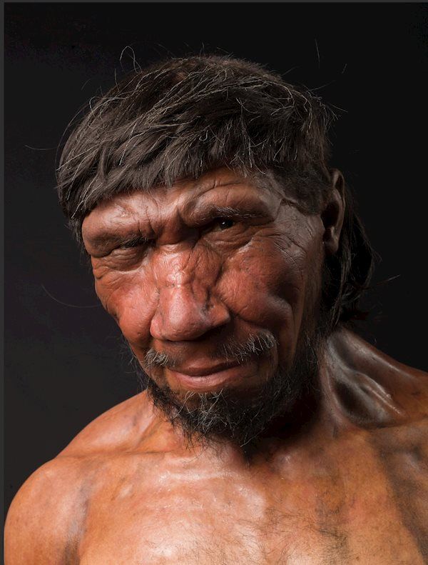 Neandertaler rekonstruktion fra evolutionstrappen på Moesgaard Museum Foto Moesgaard Museum