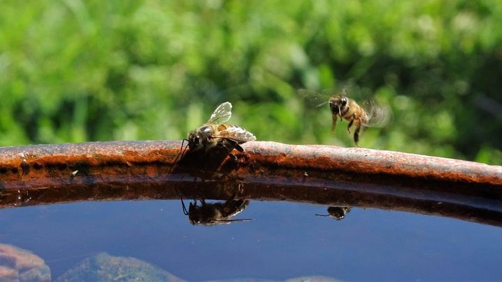 Bierne har brug for vand, når de fouragerer, og særligt i tørkeperioder er de afhængige af, at kunne finde små vandingshuller på deres vej –omvendt er haveejere afhængige af, at bierne kommer forbi og bestøver blomsterne, hvilket gør vand i haven til et oplagt win-win-scenarie. Foto: PR.