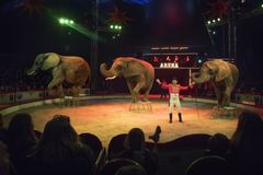 Cirkus Arenas elefanter, Lara, Djungla og Jenny. Foto: Cirkus Arena
