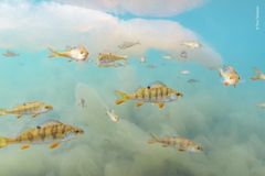 Törmänen (Finland) flyder gennem algeskyer på jagt efter fisk.
Tiina
Tiina var begejstret over at møde en stime af nysgerrige aborrer på sin årlige snorkeltur i søen. De foregående tre år havde hun kun fundet døde fisk. Hun lod sig synke ned i det fabelagtige sceneri for at fange fiskenes orange finner, idet de fløj igennem skyer af lyserøde alger.
Selvom det skabte et smukt motiv, skyldes den usædvanlige store algevækst klimaforandringer og varmere vand. Algerne kan forårsage problemer for dyrelivet i vandet, fordi de opbruger ilten og blokerer for sollyset.