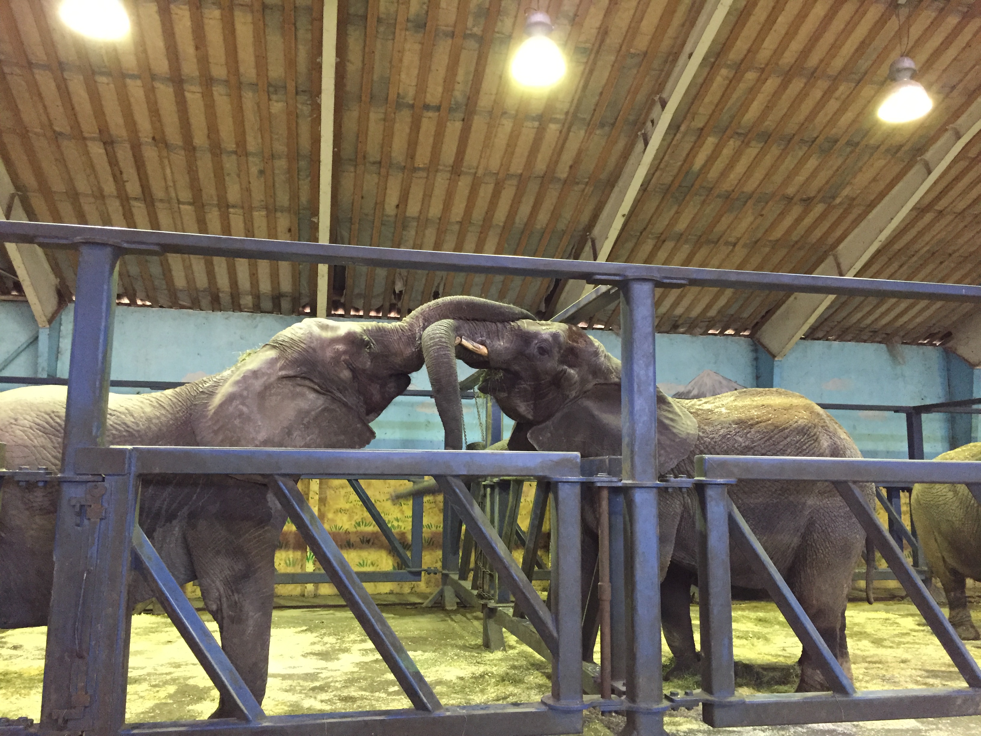 Inhibere laver mad dyd Danmarks sidste cirkuselefanter er blevet forenet | Dyrenes Beskyttelse