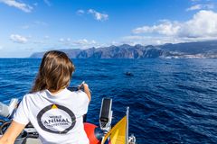 Delfiner og andre hvaler bør opleves i naturen, som her på Tenerife, hvor wildlife-eksperten Stephanie Kruuse Klausen har spottet en grindehval i det hvalvenlige område ud for øen La Gomera. (Foto til fri afbenyttelse: Kreditering: Tom Svensson/World Animal Protection)
