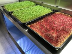 Der kan høstes hver syvende dag i WeDoPlants-containeren, hvor der produceres mikrogrønt - spæde planter af kål og salat. Foto: WeDoPlants