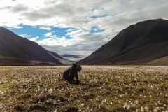 Signe Normand fra Aarhus Universitet indsamler prøver til at estimere plantearters egenskaber, blandt andet bladstørrelse og tørvægt, i våd tundra i Nordøstgrønland, sommeren 2016. Foto: Sigrid Schøler Nielsen, AU.