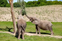 De sidste cirkuselefanter i Danmark er nu blevet lukket ud på den lollandske savanne i Knuthenborg Safaripark. Foto: Christine Grænge. Til fri afbenyttelse