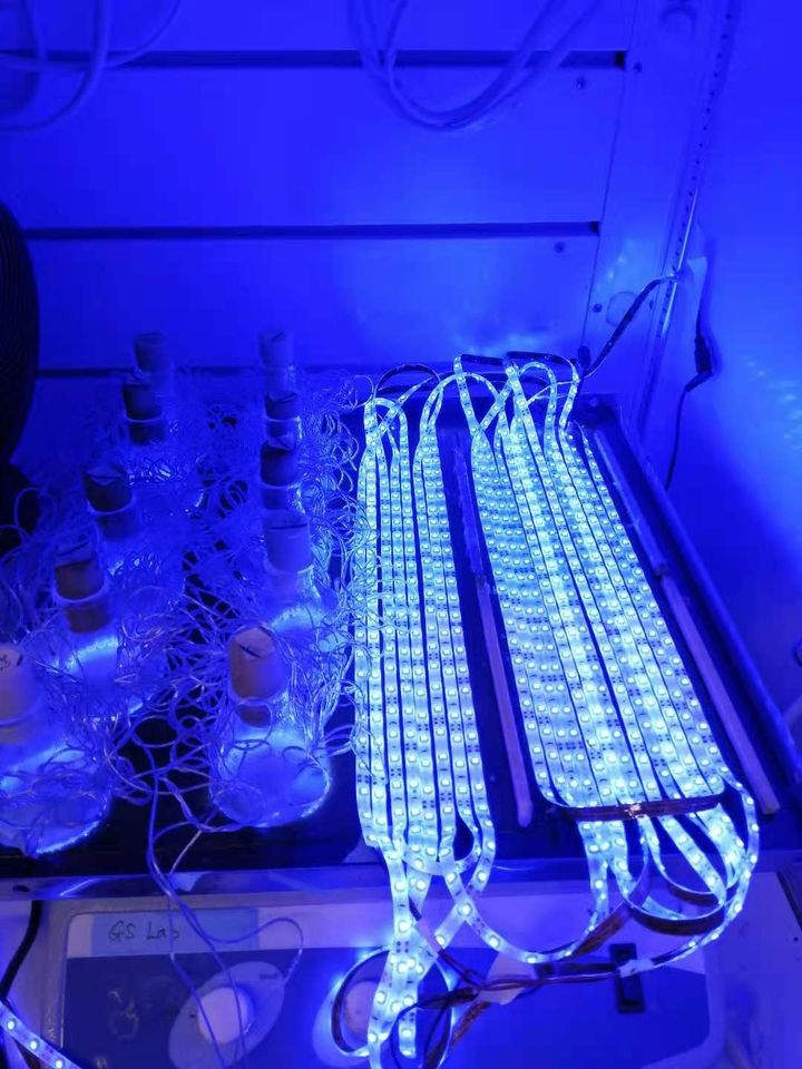 Laboratorie-opsætning af lys-inkubator. Her ses to forskellige eksperimentelle opsætninger med blåt lys. Foto: Jingbo Li, MIT.