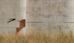 Jose Fragozo (Portugal) fanger kontrasten mellem den naturlige og
den menneskeskabte verden.
Jose måtte holde kameraet stille for at følge giraffen fra et køretøj i fart. De gigantiske grå søjler under Kenyas nye jernbane fik giraffen til at tage sig lille ud og stod i stærk kontrast til det umiskendelige mønster, der kendetegner verdens højeste landpattedyr.
Rundt om i verden griber byggeri og infrastruktur i stigende grad ind i dyrs udbredelsesområder og levesteder. Denne jernbanestrækning gennem Nairobi Nationalpark er hævet op på enorme søjler for at give dyrene mulighed for at passere under dem.