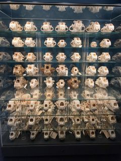 Zoologisk Museum har en af verdens største samlinger af  isbjørnekranier. Foto: Statens Naturhistoriske Museum.
